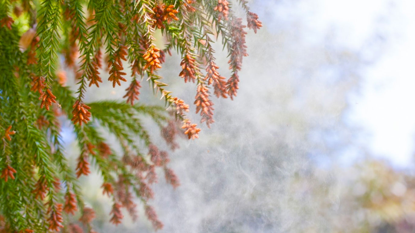 花粉症のシーズンがやってきました